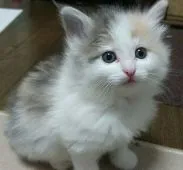 ノルウェージャンフォレストキャット【滋賀県・女の子・2016年10月17日・ダイリュートキャリコ】の写真1