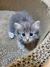 ノルウェージャンフォレストキャット【滋賀県・女の子・2020年7月1日・ブルーシルバータビー】の写真3