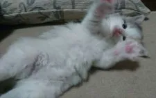 ノルウェージャンフォレストキャット【滋賀県・女の子・2016年10月17日・ダイリュートキャリコ】の写真3