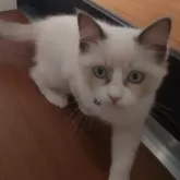 ラグドール【滋賀県・女の子・2024年5月14日・ブルーポイントバイカラー】の写真3