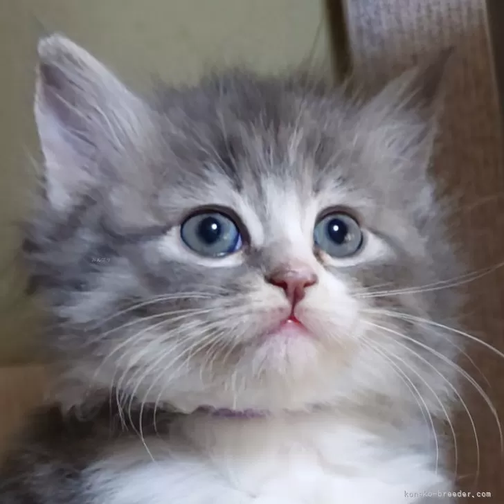 ID:2504-00512の子猫