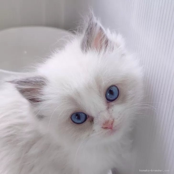 ID：2504-01316の子猫