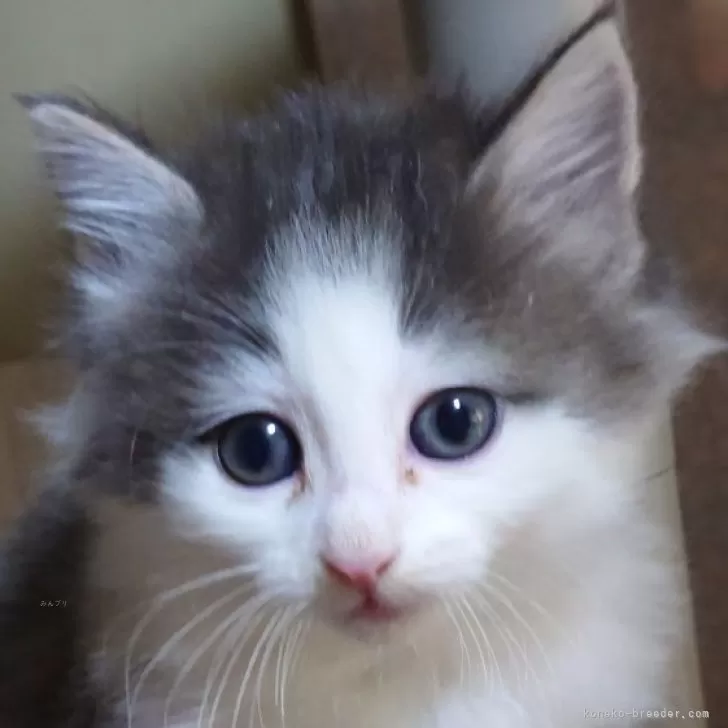 ID：2504-00513の子猫