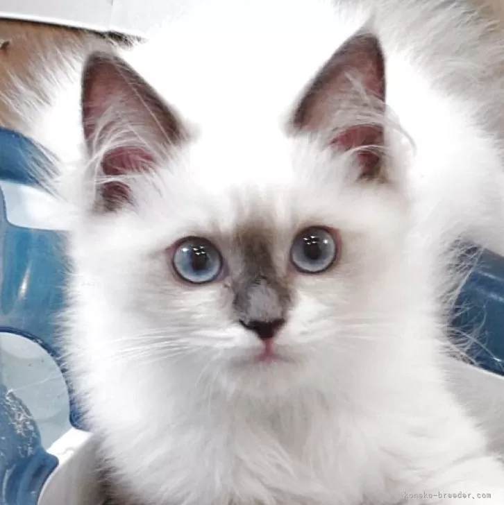 ID：2504-01320の子猫
