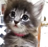 ノルウェージャンフォレストキャット