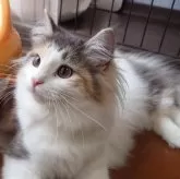 ノルウェージャンフォレストキャット