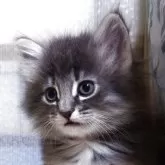 ノルウェージャンフォレストキャット