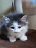 ノルウェージャンフォレストキャット【滋賀県・女の子・2025年2月22日・ブルータビー&ホワイト】の写真2