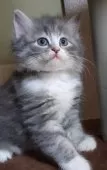 ノルウェージャンフォレストキャット【滋賀県・女の子・2025年2月22日・ブルータビー&ホワイト】の写真6