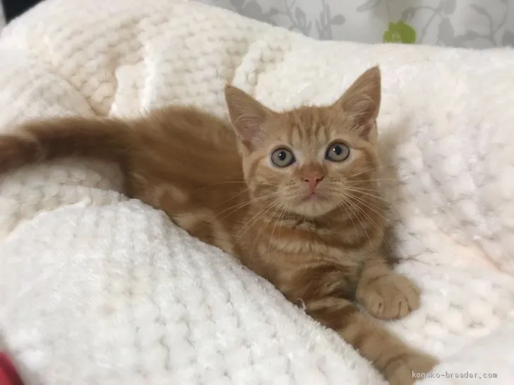 ID：1905-01491の子猫