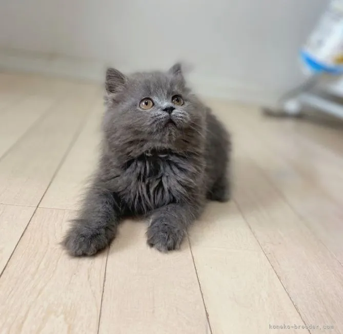 ID：2202-00923の子猫