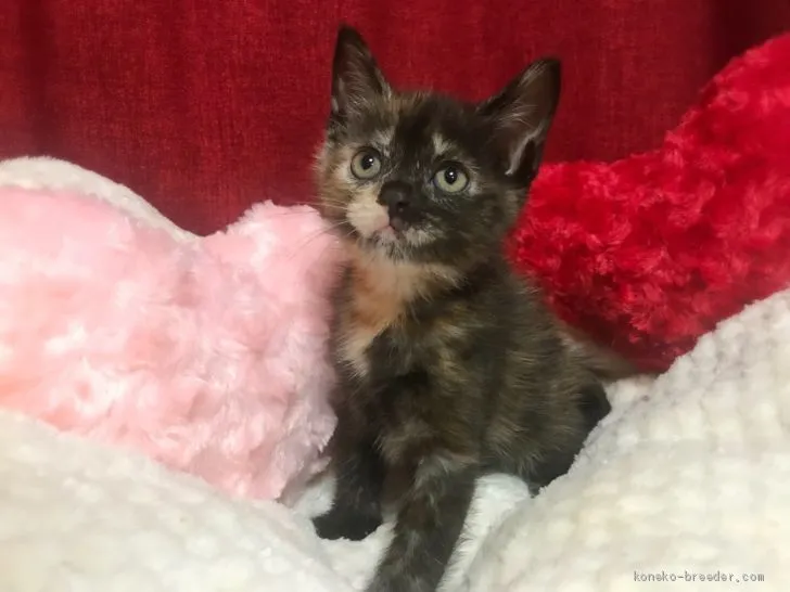 ID：2001-00578の子猫