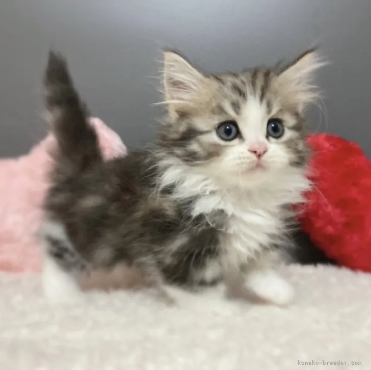 ID:2305-03632の子猫