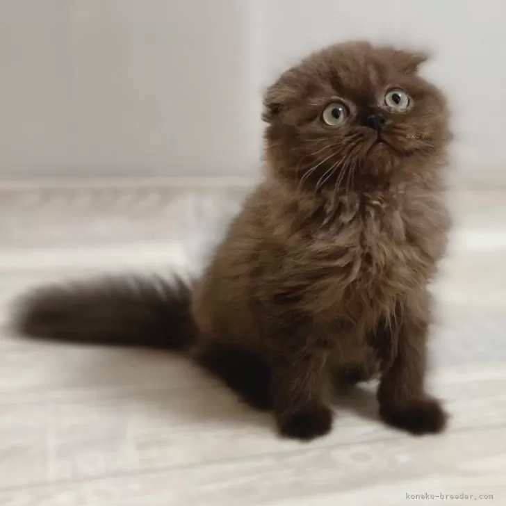 ID：2311-00502の子猫