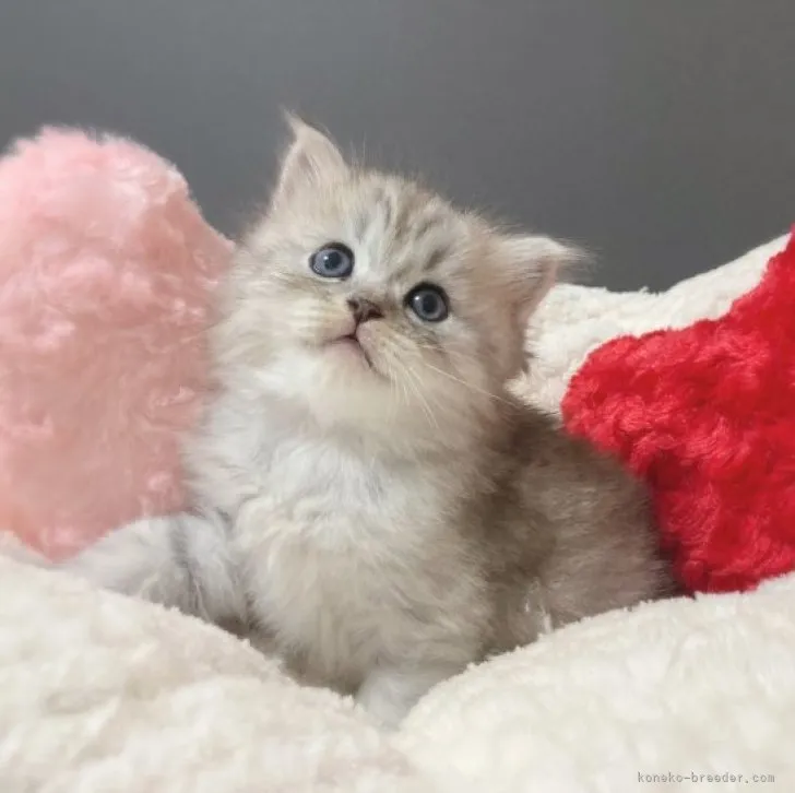 Yui 様のお迎えした子猫