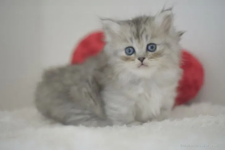 ID:1912-01393の子猫