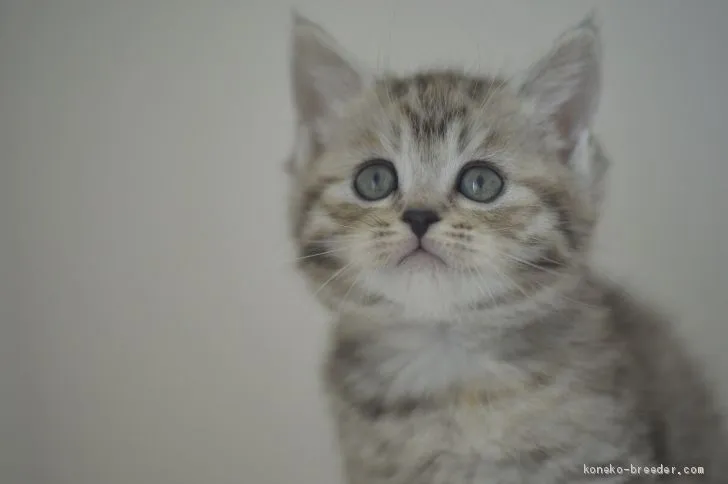 ID：2002-00766の子猫