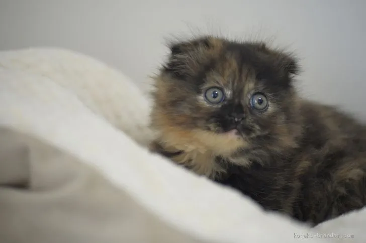 ID：1912-01512の子猫