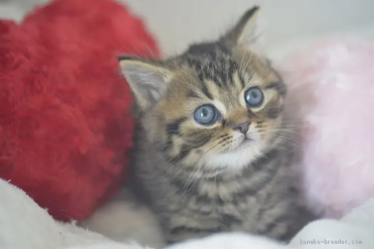 ID:2002-01202の子猫