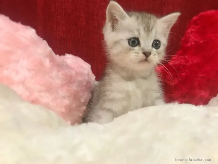 ID：1912-01207の子猫