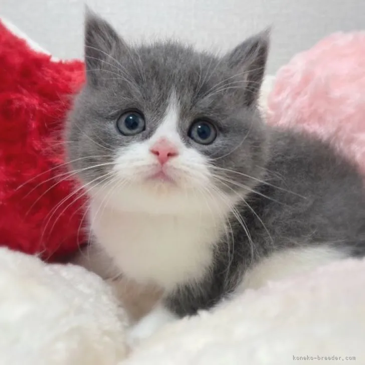 ID：2305-00326の子猫