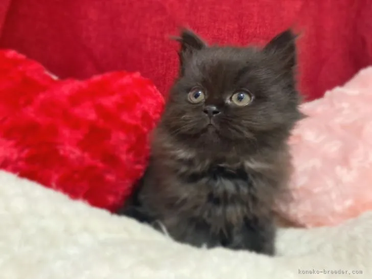 ID：2202-00922の子猫