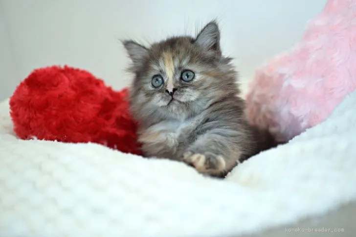 ID：2011-00046の子猫