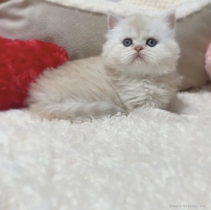 ID:2304-02172の子猫