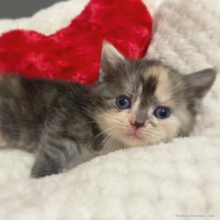 ID:2304-03521の子猫