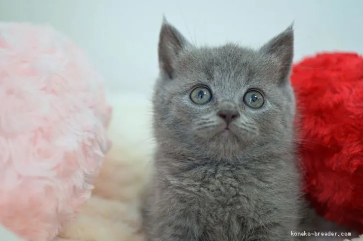 ID:2010-01341の子猫