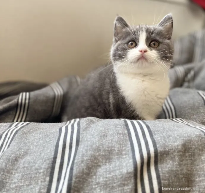 ID:2204-02683の子猫