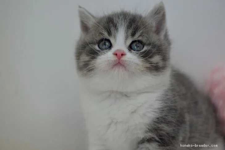 ID：2005-00539の子猫