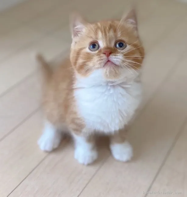 ID：2105-00108の子猫