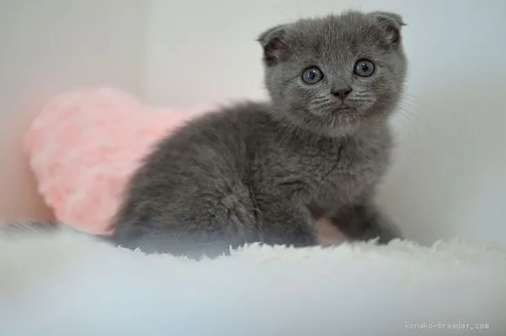 ID：2010-01340の子猫