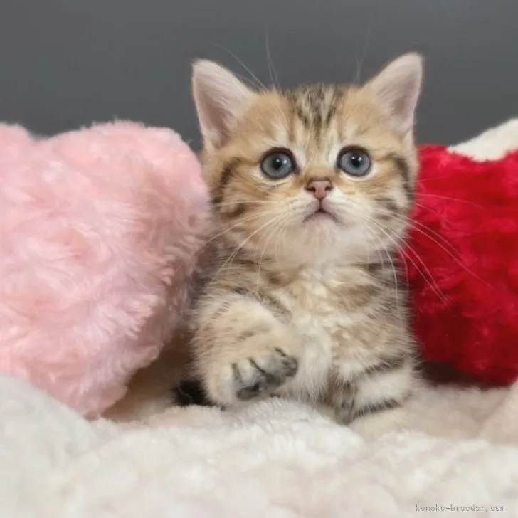 ID:2306-02080の子猫