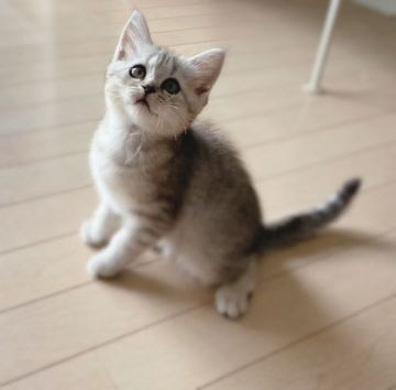 ミヌエット【福岡県・女の子・2021年8月15日・シルバータビー】の写真「遊び好きの女の子🎀✨」