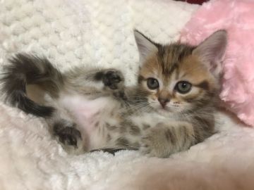 マンチカン(短足)【福岡県・女の子・2019年12月12日・ブラウパッチドタビー】の写真「甘えん坊の短足マンチカン♪」