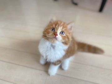 スコティッシュフォールド(立ち耳)【福岡県・女の子・2021年7月25日・レッドタビー&ホワイト（セミロング）】の写真「遊び好きの女の子🎀」