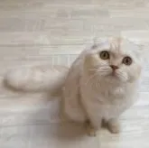 スコティッシュフォールド(折れ耳)【福岡県・女の子・2023年3月13日・クリームシルバー】の写真1