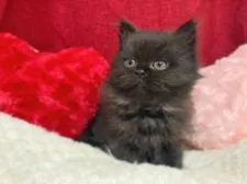 スコティッシュストレート【福岡県・女の子・2022年1月12日・ブラック】の写真1