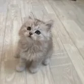 ミヌエット(長足)【福岡県・男の子・2023年3月17日・シルバータビー】の写真1