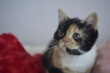 スコティッシュフォールド(立ち耳)【福岡県・女の子・2019年3月17日・ブラウンパッチドタビー&ホワイト】の写真1