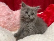 スコティッシュストレート【福岡県・男の子・2020年8月25日・ブルー】の写真1