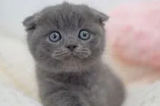 スコティッシュフォールド(折れ耳)【福岡県・男の子・2020年4月1日・ブルー】の写真2