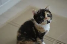 スコティッシュフォールド(立ち耳)【福岡県・女の子・2019年3月17日・ブラウンパッチドタビー&ホワイト】の写真2