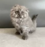 スコティッシュフォールド(折れ耳)【福岡県・男の子・2024年2月29日・ブルースモーク】の写真2