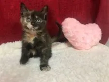 マンチカン(長足)【福岡県・女の子・2019年12月12日・トーティ】の写真3