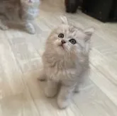 ミヌエット(長足)【福岡県・男の子・2023年3月17日・シルバータビー】の写真3