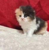 スコティッシュフォールド(折れ耳)【福岡県・女の子・2022年1月12日・キャリコ】の写真3