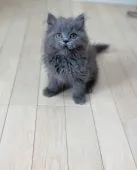 スコティッシュストレート【福岡県・女の子・2022年1月12日・ブルー】の写真3